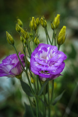 Beautiful purple and white Lisianthus flowers. Open flowers and flower buds.