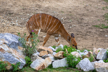 Fototapeta na wymiar Tragelaphus angasii african wild antelope on pasture, beautiful lowland nyala animal