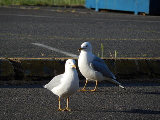Pair of Gulls in Arlington, Washington