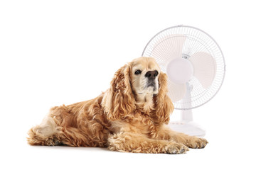 Electric fan and cute dog on white background