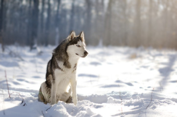 siberian husky in snow