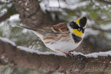 ミヤマホオジロ