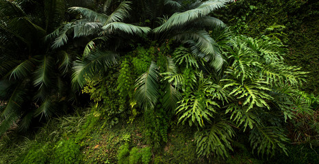 Lush vegetation in a tropical forest