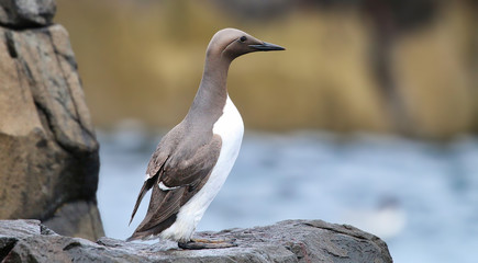 Guillemot