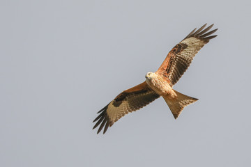 Fototapeta premium Red Kite