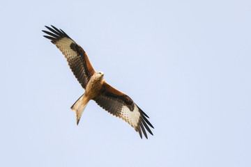 Red Kite