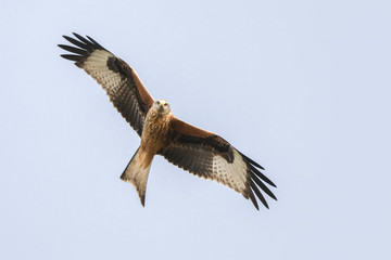 Red Kite