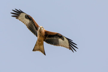 Red Kite