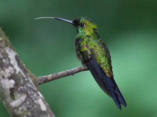 Green Crowned Brilliant Hummingbird - 316867808