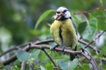Blue Tit with food - 316867855