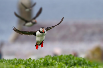 Atlantic Puffins coming into land - 316867899