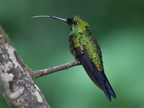 Green Crowned Brilliant Hummingbird