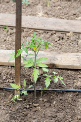 Vegetable garden with drip irrigation system. Drop by drop equipment for gardening.