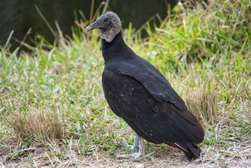American black vulture Rabengeier sitzt auf Holz Nahaufnahme in den Everglades