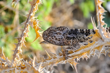 Macro shots, Beautiful nature scene green chameleon 