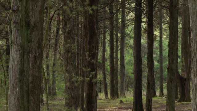 Shot de &aacute;rvore em floresta galhos