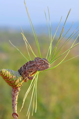 Macro shots, Beautiful nature scene green chameleon 
