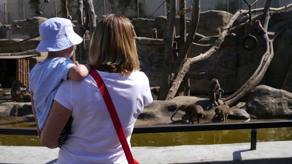 Dziecko z mamą w zoo. Wybieg dla małp. Chłopiec ogląda jak małpy się bawią. 