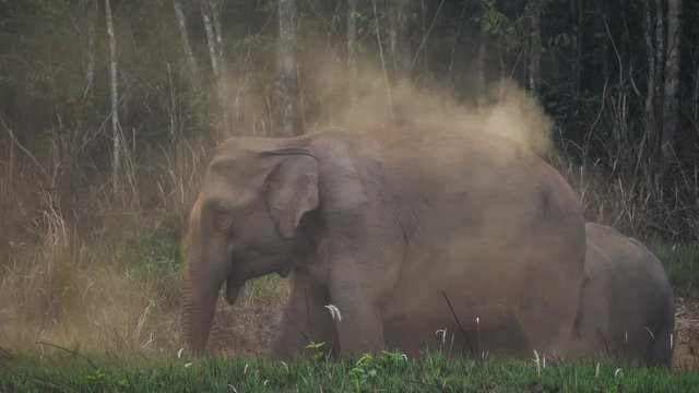 Close up of Elephant herd, Family of Asian elephants eat salt soil in the forest In the evening at Khao Yai National Park Thailand Asia. Slow Motion