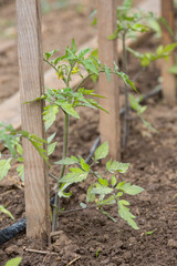 Vegetable garden with drip irrigation system. Drop by drop equipment for gardening.