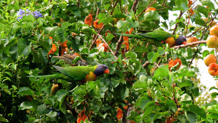 Australian Rainbow Lorikeet wild parrots eating from a suburban apricot fruit tree.
