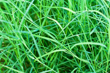 beautiful green grass, close up, magnificent background.