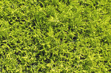 beautiful green grass, close up, magnificent background.