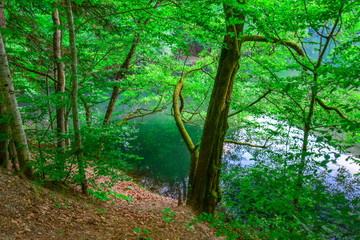 Fototapeta na wymiar Beautiful green fog lake in the forest. Turkey