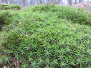 photo of moss fir tree on forest background