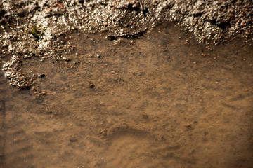 Puddle with traces of shoes