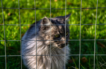 Graue türkische Angora Katze mit grünen Augen und langem Fell hinter Zaun