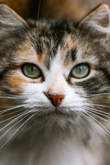 portrait of a cat