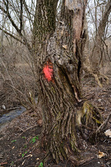 Red mark on the tree. Marked tree