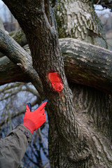 the hand points to a red mark on an old tree.Red mark on the tree. Marked tree
