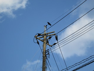 カラスのとまった電柱