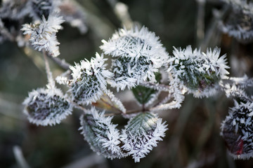 Frosted blackberry leaves. Winter time. White ice crystals.