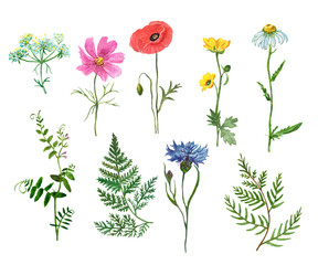 Watercolor set of assorted wildflowers, isolated on white background. Meadow plants and herbs. Hand painted poppy, cornflower, cosmos, daisy, fern, mouse peas, buttercup.