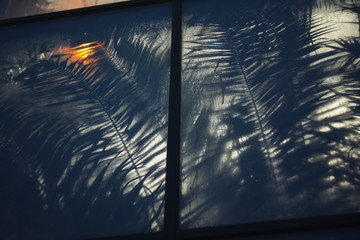 Shadows from glass-resting palm trees that are in the greenhouse of the botanical garden