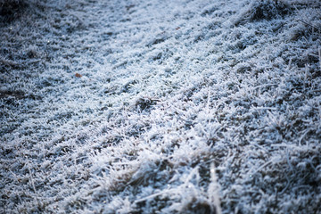 Frosted green grass in the garden. White ice crystals on the grass. White hoarfrost.