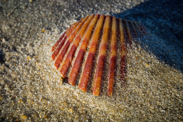 Seashell on a windswept Atlantic Ocean beach in the late afternoon sun. The shell is a hard,...
