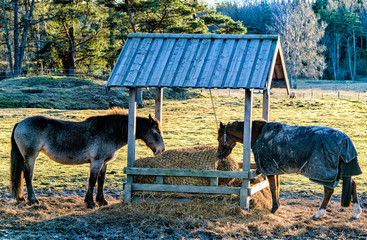 Horses fed from a hay bale in a feeding rack in Tyresta Nature Reserve, Sweden