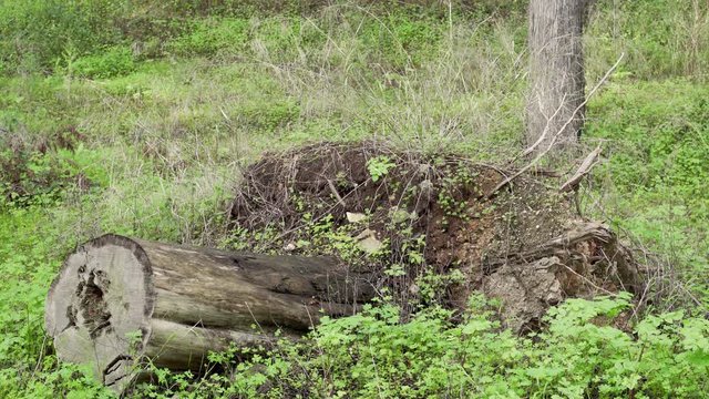 Shot de tronco ca&iacute;do em floresta