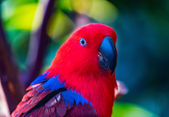 Red Blue Female Eclectus Parrot Close