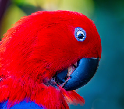 Red Blue Female Eclectus Parrot Close
