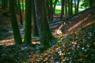 Magical deer with antlers in forest