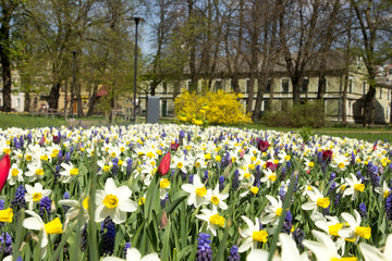 flowerbed in city park with different spring flowers