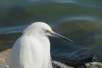 White snowy heron on blue water background in Florida nature, closeup 