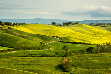 Fototapeta premium Tuscan landscape
