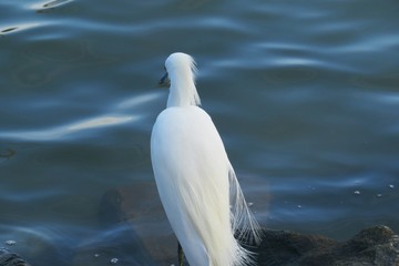 White snowy heron on blue river water background in Florida nature 