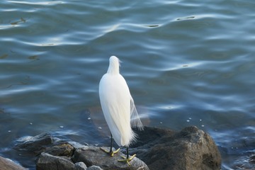 White snowy heron on blue water background at Florida river